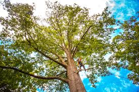 Trusted Southern View, IL Tree Services Experts